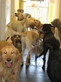 Austin Dogtown Boarding & Daycare image 3