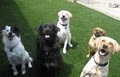 Austin Dogtown Boarding & Daycare image 4
