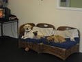 Austin Dogtown Boarding & Daycare image 5