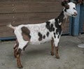 Bellafire Farm Nigerian Dwarf Dairy Goats logo