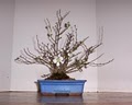 Bonsai Beginnings image 2