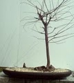 Bonsai Beginnings image 3