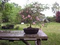 Bonsai Beginnings image 4