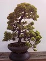 Bonsai Beginnings image 6