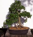 Bonsai Beginnings image 7