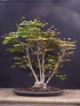 Bonsai Beginnings image 9