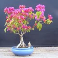 Bonsai Beginnings image 10
