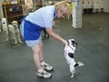 Buddy's Chance, LLC Austin Dog Training and Dog Daycare image 5