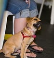 Buddy's Chance, LLC Austin Dog Training and Dog Daycare image 6