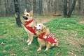 Buddy's Chance, LLC Austin Dog Training and Dog Daycare image 8