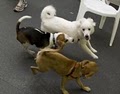 Buddy's Chance, LLC Austin Dog Training and Dog Daycare image 1