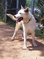 Cactus Pryor's Canine Hilton Boarding Kennel image 3