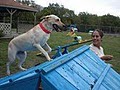 Cactus Pryor's Canine Hilton Boarding Kennel image 5