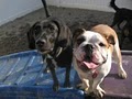 Camp Bow Wow Troy Dog Daycare & Boarding image 3