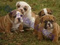 Casadibulldogs image 2