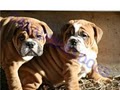 Casadibulldogs image 3