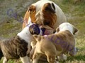 Casadibulldogs image 4
