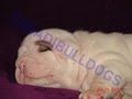 Casadibulldogs image 6
