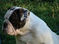 Casadibulldogs image 8