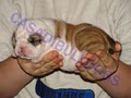 Casadibulldogs image 9