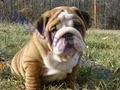 Casadibulldogs image 1