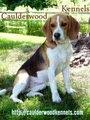 Caulderwood Kennels logo
