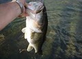 Central Florida Fishing Guide Services image 2
