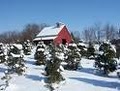 Choose & Cut Christmas Tree Farm - Lovell Tree Farm image 2