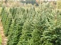 Choose & Cut Christmas Tree Farm - Lovell Tree Farm image 3