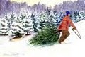 Choose & Cut Christmas Tree Farm - Lovell Tree Farm image 4