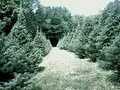 Choose & Cut Christmas Tree Farm - Lovell Tree Farm image 5