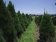 Choose & Cut Christmas Tree Farm - Lovell Tree Farm image 6