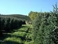 Choose & Cut Christmas Tree Farm - Lovell Tree Farm image 7