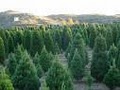 Choose & Cut Christmas Tree Farm - Lovell Tree Farm image 8