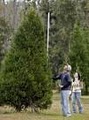 Choose & Cut Christmas Tree Farm - Lovell Tree Farm image 9