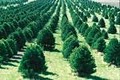 Choose & Cut Christmas Tree Farm - Lovell Tree Farm logo