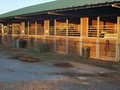 D & M Paint Horses and Stables image 2