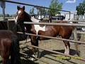 D & M Paint Horses and Stables image 4