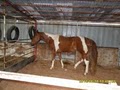 D & M Paint Horses and Stables image 5