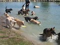 Dog Ranch image 3