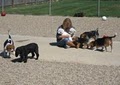 Dog Ranch image 5