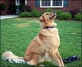 Dog Training In Your Home image 6