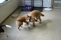 Doggie Den image 2