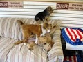 Doggie Den image 5