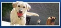 Dogs At Play image 2