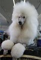 Durrette Standard Poodles at Morning Sun Kennel image 3