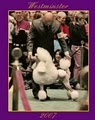 Durrette Standard Poodles at Morning Sun Kennel image 4
