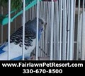 Fairlawn Pet Resort & Spa image 7