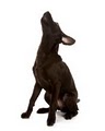 Full Moon Dog Training image 2