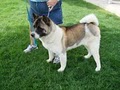 Grand Vista Akitas - Pet Boarding image 2